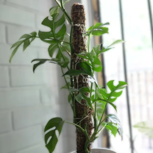 Tutor de Musgo Sphagnum (60 cm)