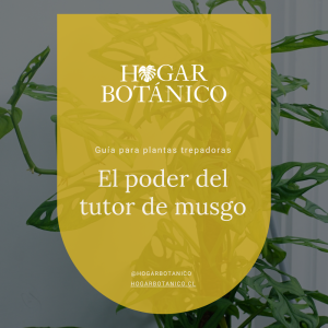 eBook | Guía para plantas trepadoras